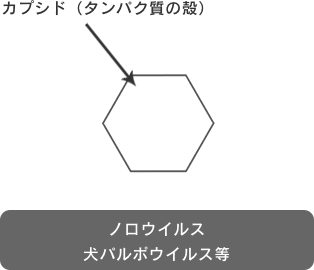 エンベロープ無しウィルス画像